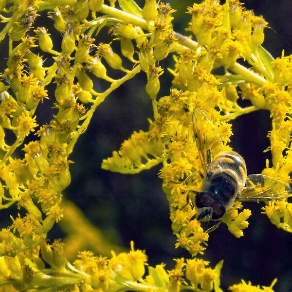 Solidago canadensis Flor