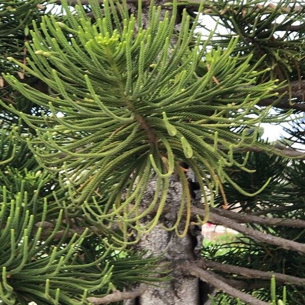 Araucaria columnaris पत्ता