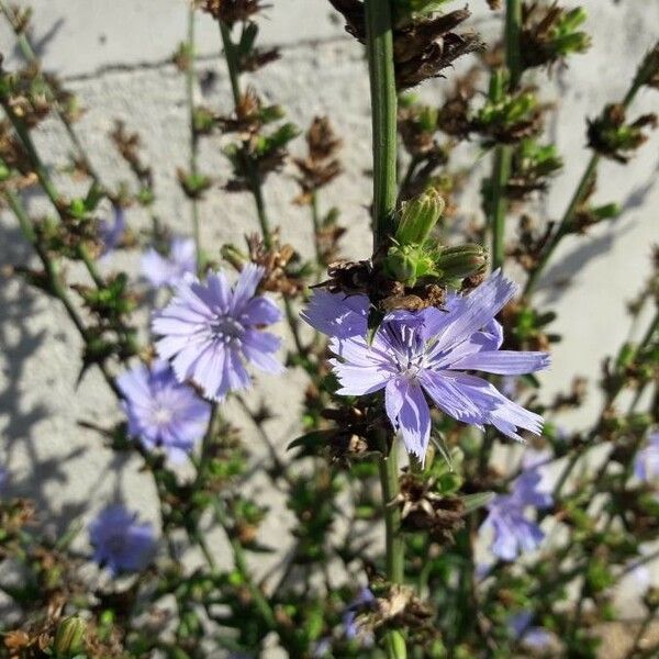 Cichorium intybus Цвят