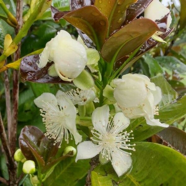 Eugenia brasiliensis Kukka