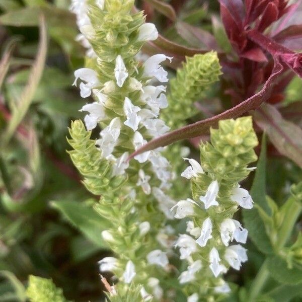 Stachys annua Õis