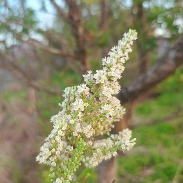 Buddleja asiatica Virág