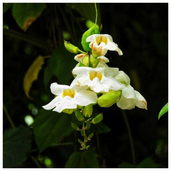 Thunbergia grandiflora ফুল