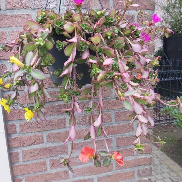 Portulaca umbraticola Flors