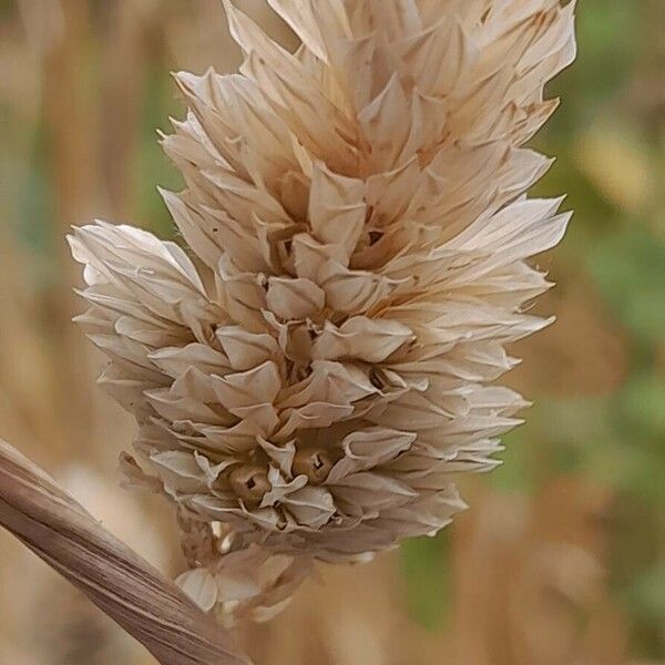 Phalaris canariensis Blüte