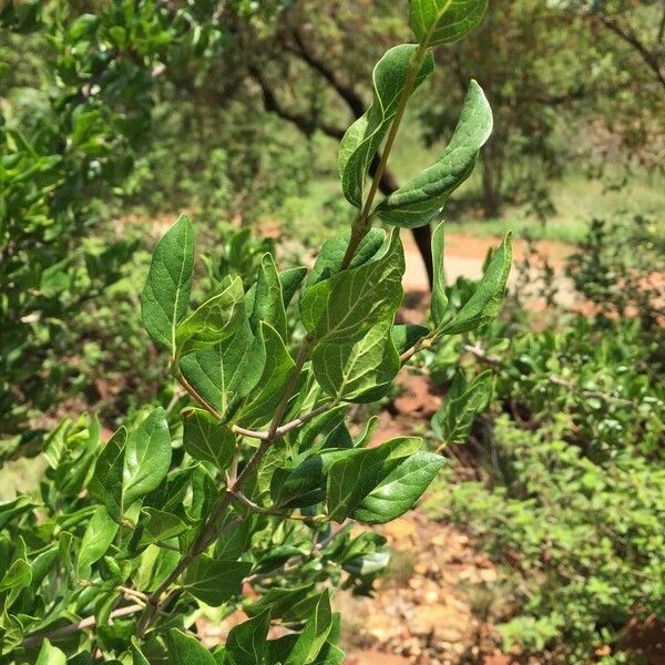Afrocanthium mundianum Leaf