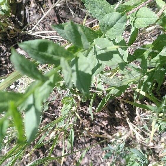 Lepidium latifolium Leaf