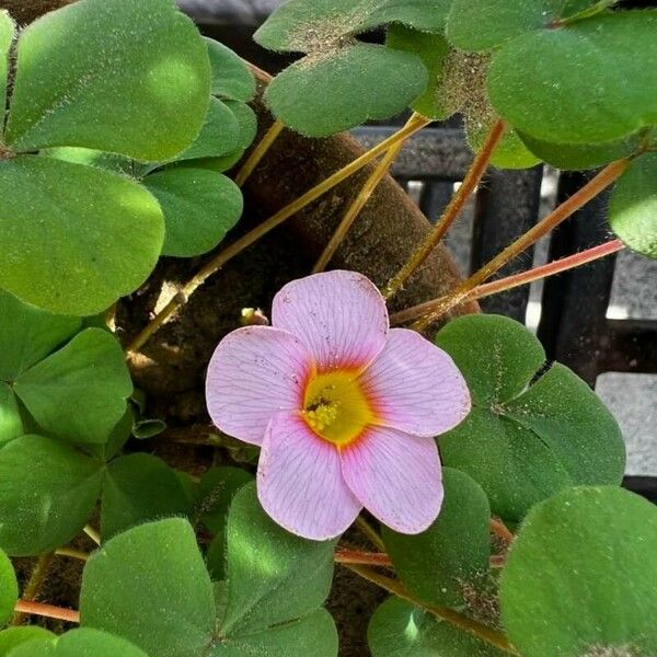 Oxalis purpurea Frunză