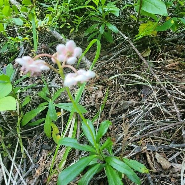 Chimaphila umbellata Žiedas