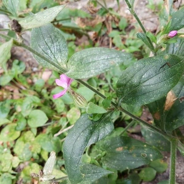 Silene dioica Flower