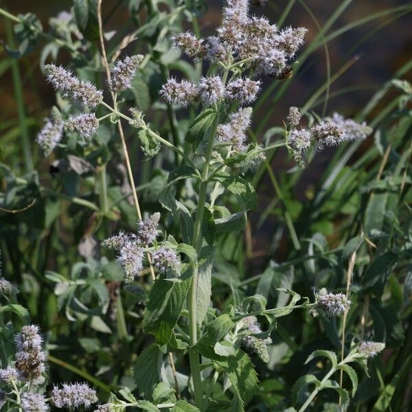 Mentha longifolia Flors