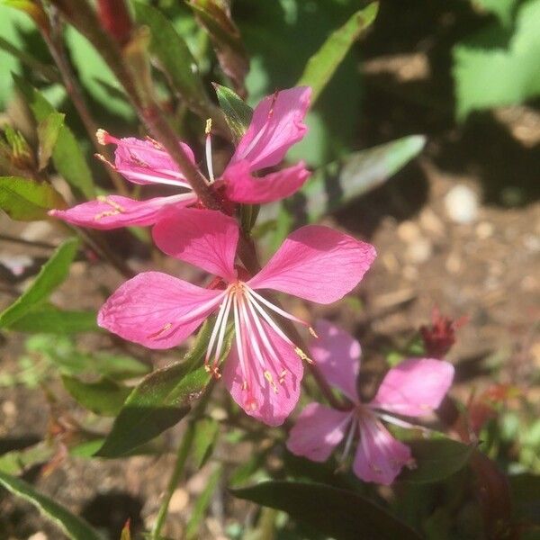 Gaura lindheimeri फूल