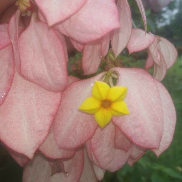 Mussaenda philippica Flor