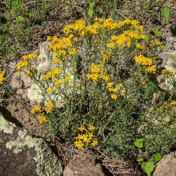 Gutierrezia sarothrae 花