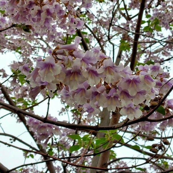 Paulownia tomentosa موطن