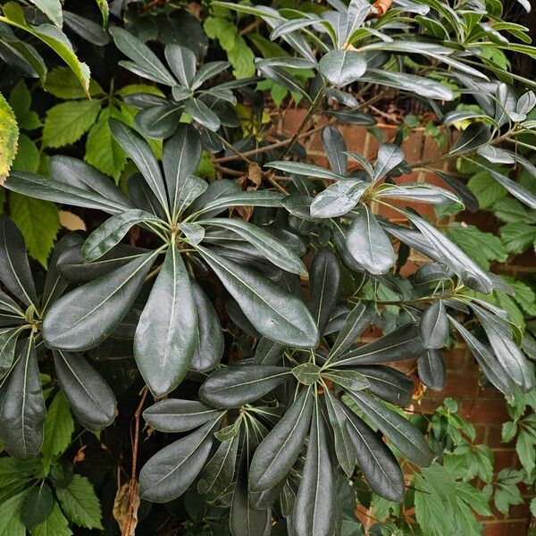 Pittosporum heterophyllum Habitat