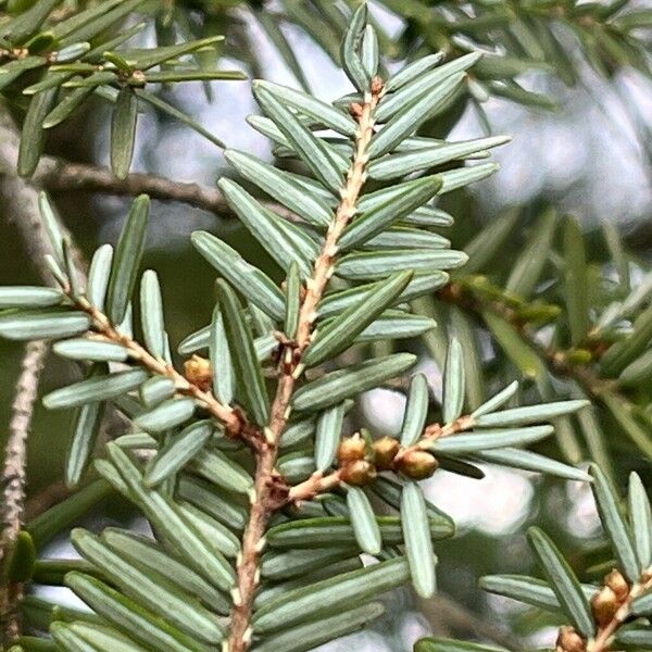 Tsuga caroliniana 叶