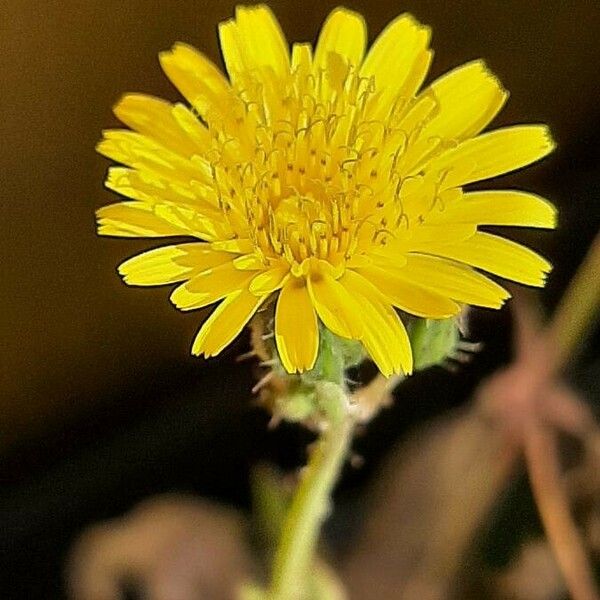 Sonchus arvensis Fiore