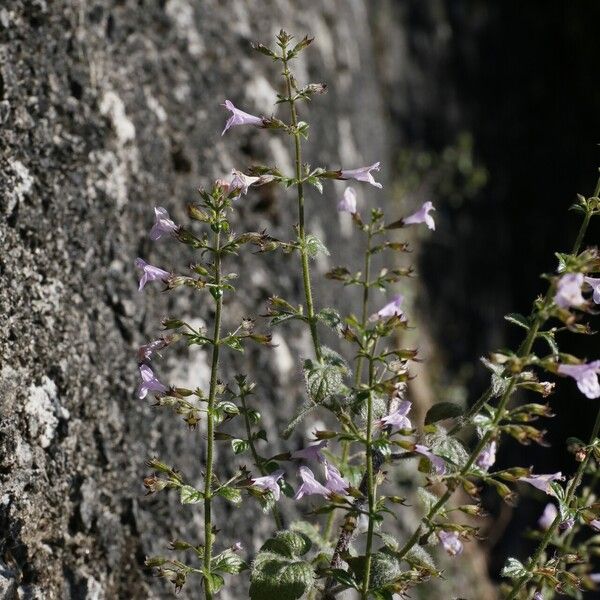 Clinopodium menthifolium Blüte