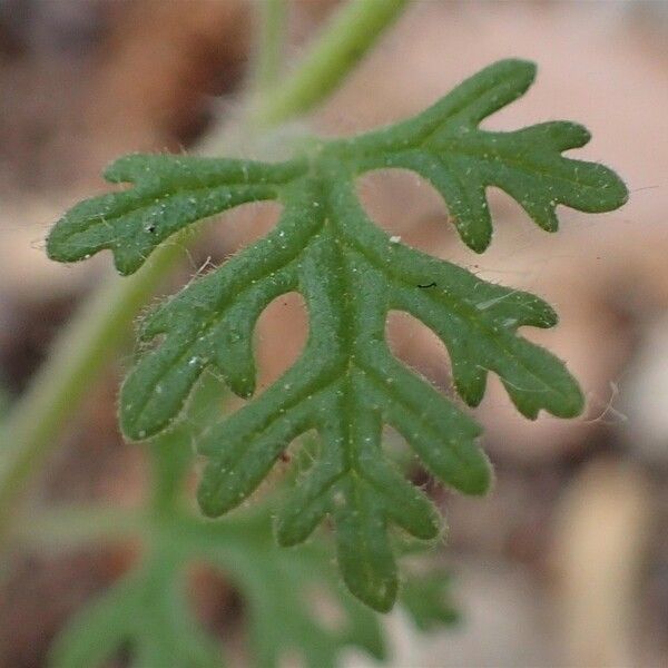 Teucrium botrys List