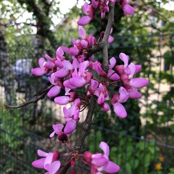 Cercis canadensis Fiore