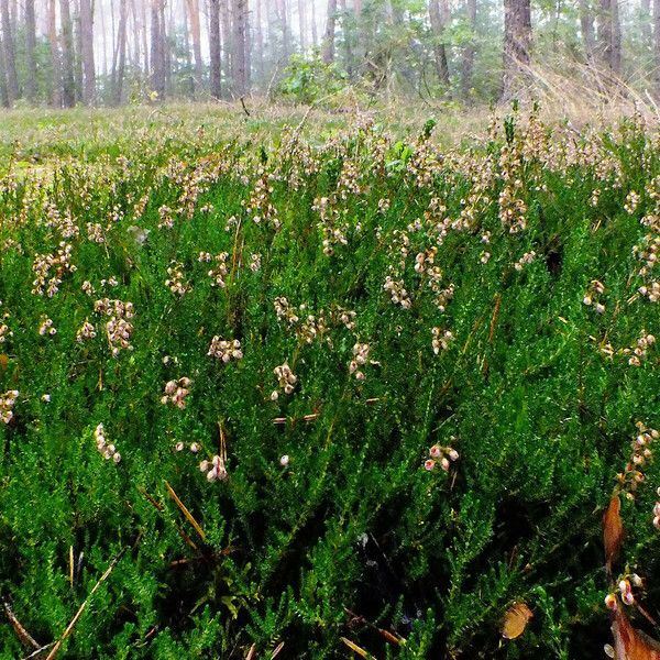 Calluna vulgaris Habitus