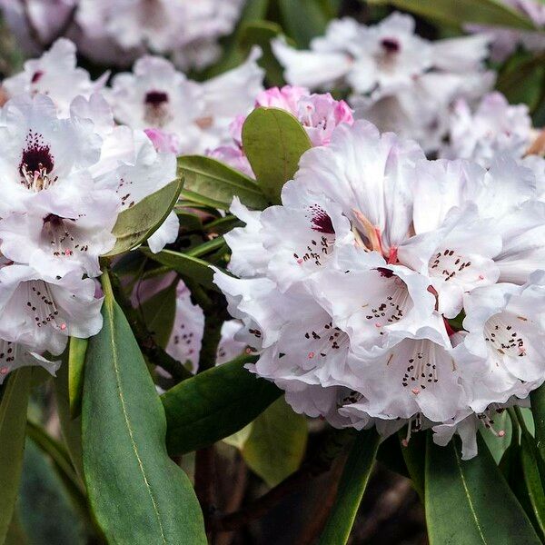 Rhododendron praevernum Kvet