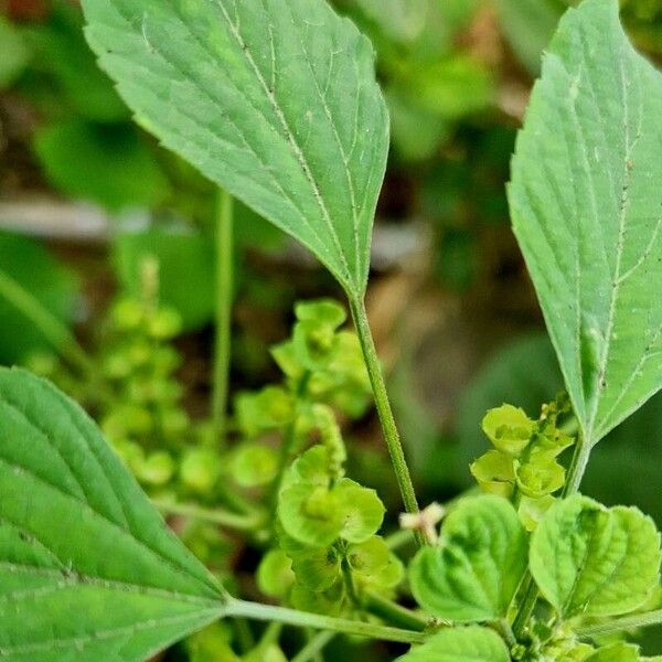 Acalypha indica Φύλλο