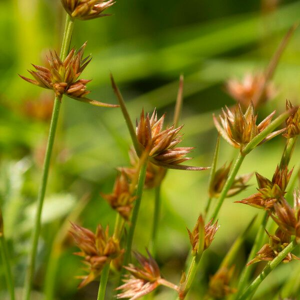 Juncus capitatus Autre