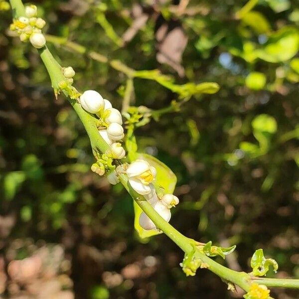 Citrus × limon Flower