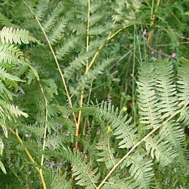 Dryopteris carthusiana Hábito