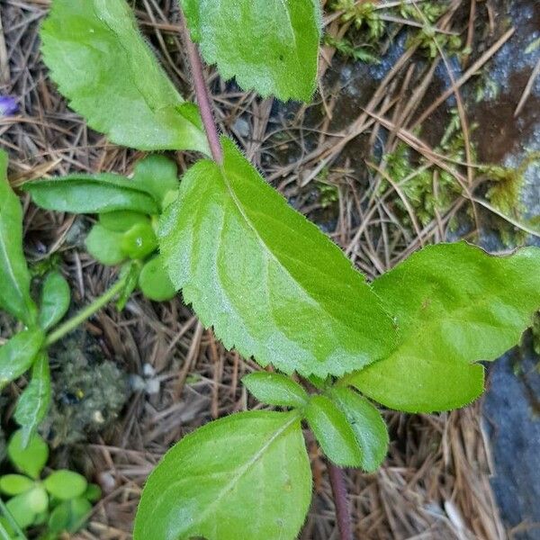 Veronica officinalis 叶