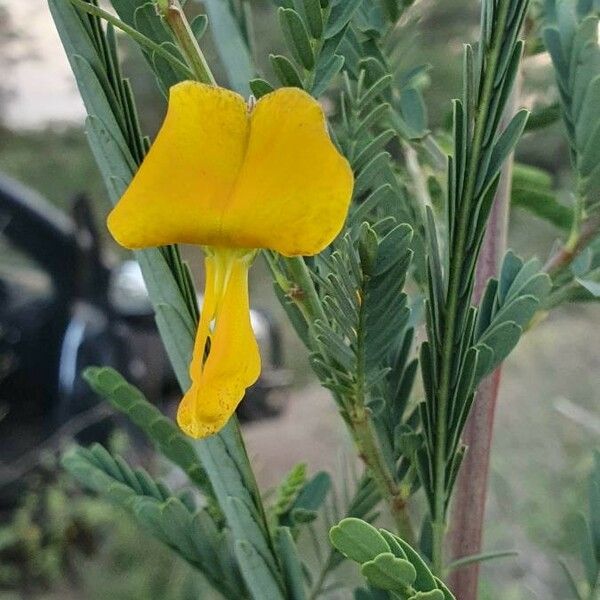 Sesbania sesban Flor