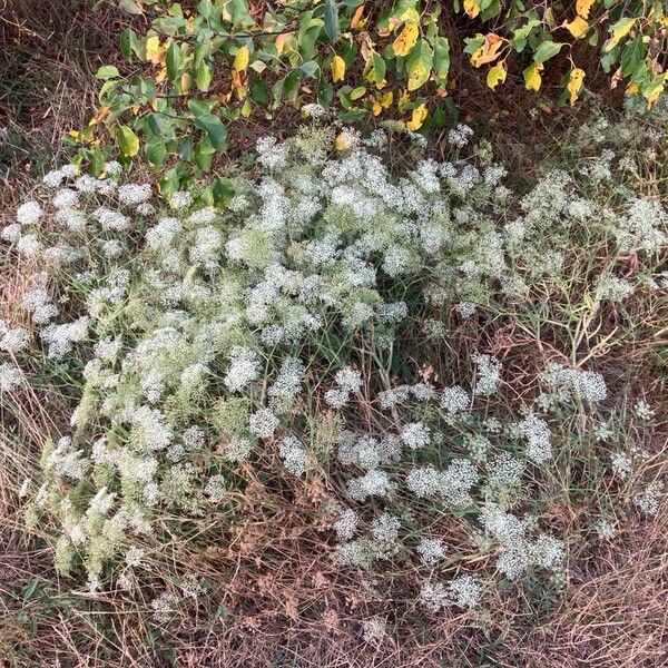 Falcaria vulgaris Habit