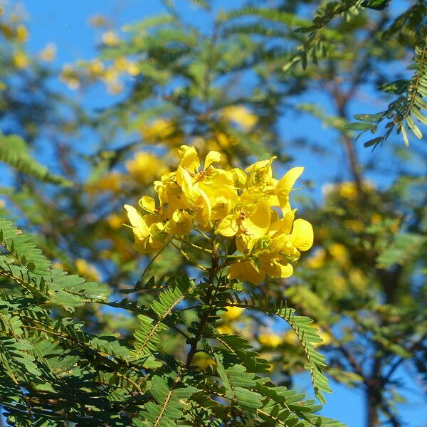 Senna multijuga Flower