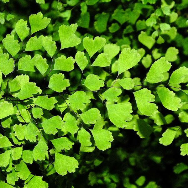 Adiantum capillus-veneris Листок