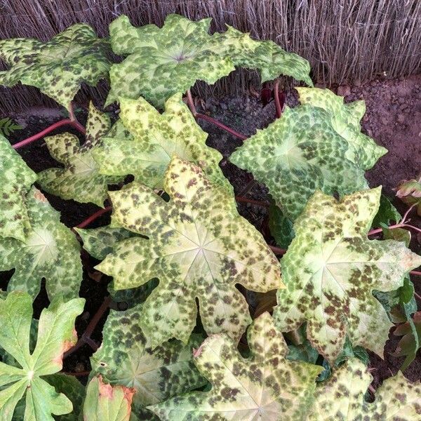 Podophyllum cv. 'Kaleidoscope' 叶