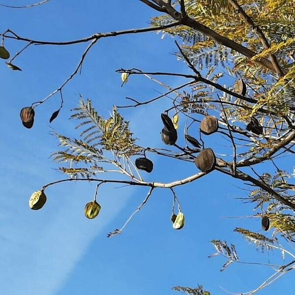 Jacaranda mimosifolia फल