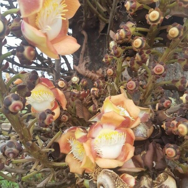 Couroupita guianensis 花