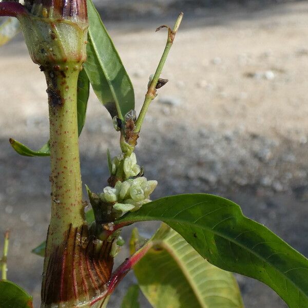 Persicaria hydropiper പുഷ്പം