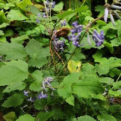 Clematis heracleifolia Habitatea