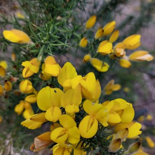 Ulex europaeus Λουλούδι