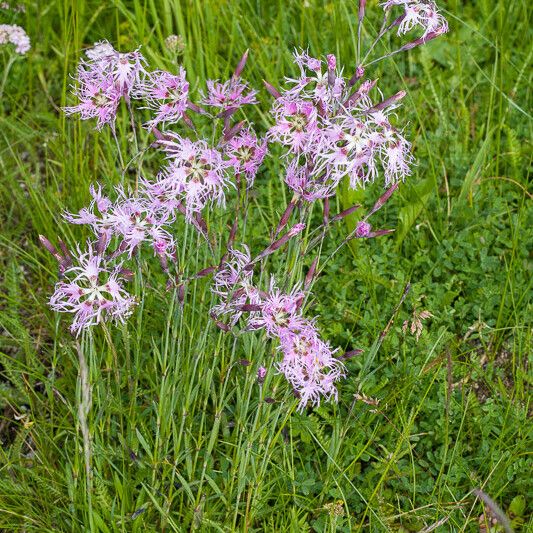 Dianthus superbus ഇല