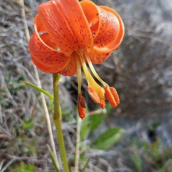 Lilium pomponium Цвят