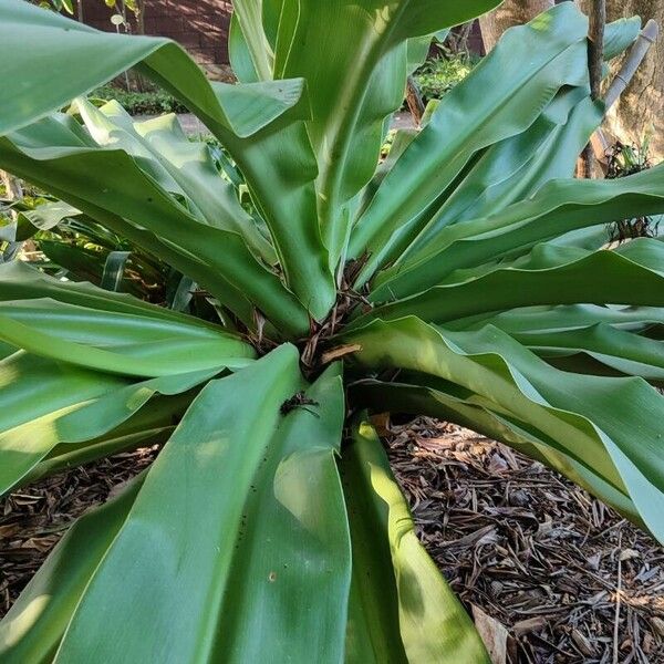 Crinum asiaticum Folha