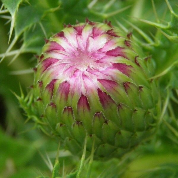 Cirsium acaulon Other