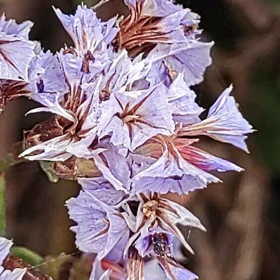 Limonium brassicifolium Blomst