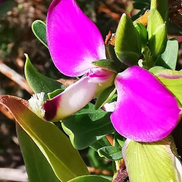 Polygala myrtifolia 花