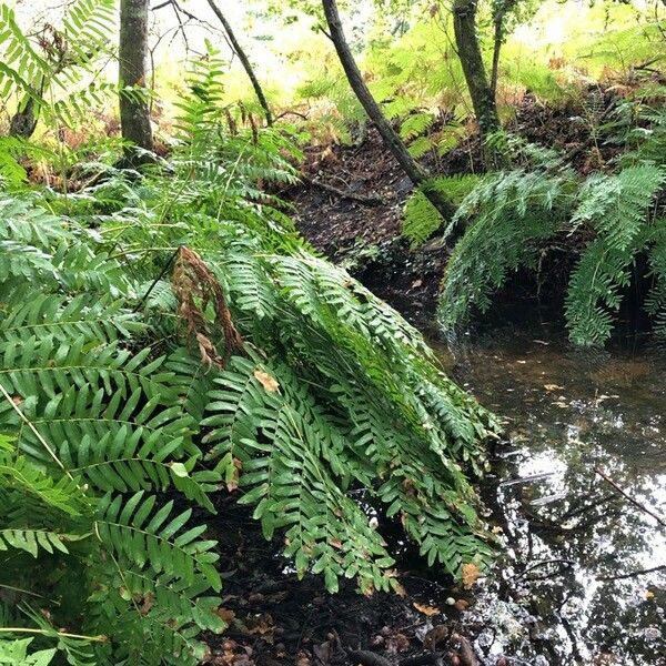 Osmunda regalis পাতা