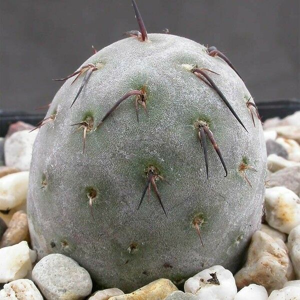 Tephrocactus alexanderi Агульны выгляд